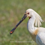Löffler (Platalea leucorodia)