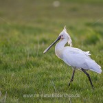 Löffler (Platalea leucorodia)