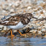 Steinwälzer (Arenaria interpres)