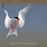 Flußseeschwalbe (Sterna hirundo)