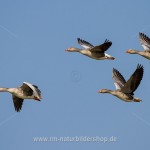 Graugans (Anser anser)