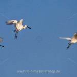 Löffler (Platalea leucorodia)