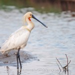 Löffler (Platalea leucorodia)