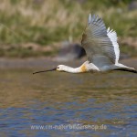 Löffler (Platalea leucorodia)