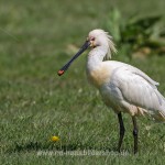 Löffler (Platalea leucorodia)