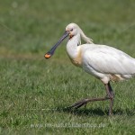 Löffler (Platalea leucorodia)