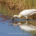 Löffler (Platalea leucorodia)