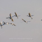Löffler (Platalea leucorodia)