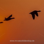 Vögel bei Sonnenaufgang im Gegenlicht