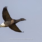 Ringelgans (Branta bernicla)