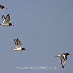 Austernfischer (Haematopus ostralegus)