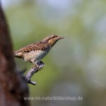 Wendehals (Jynx torqulilla)