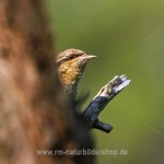 Wendehals (Jynx torqulilla)