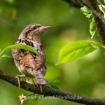 Wendehals (Jynx torqulilla)