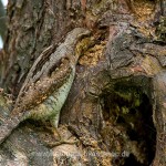 Wendehals (Jynx torqulilla)