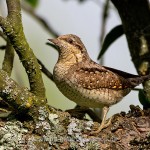 Wendehals (Jynx torqulilla)