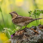 Wendehals (Jynx torqulilla)