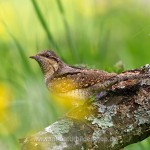 Wendehals (Jynx torqulilla)