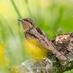 Wendehals (Jynx torqulilla)