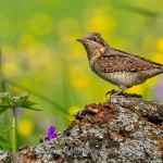 Wendehals (Jynx torqulilla)