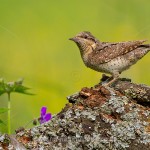 Wendehals (Jynx torqulilla)