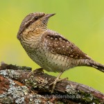 Wendehals (Jynx torqulilla)