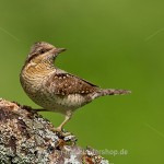 Wendehals (Jynx torqulilla)