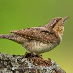 Wendehals (Jynx torqulilla)