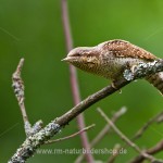 Wendehals (Jynx torqulilla)