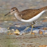 Flussuferläufer (Actitis hypoleucos)