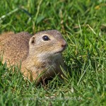 Ziesel (Citellus citellus)