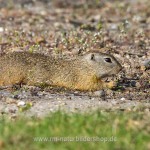 Ziesel (Citellus citellus)