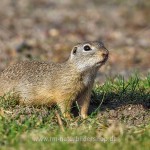 Ziesel (Citellus citellus)