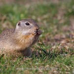 Ziesel (Citellus citellus)