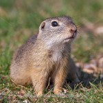 Ziesel (Citellus citellus)