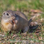 Ziesel (Citellus citellus)