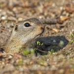 Ziesel (Citellus citellus)