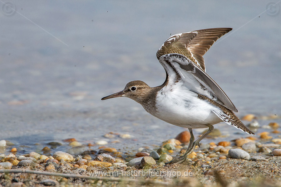 Flussuferl ufer Actitis Hypoleucos Naturfotografie Rolf M ller