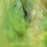 Waldohreule (Asio otus)