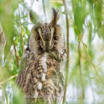 Waldohreule (Asio otus)