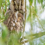 Waldohreule (Asio otus)