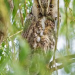 Waldohreule (Asio otus)