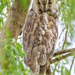 Waldohreule (Asio otus)