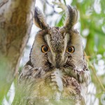 Waldohreule (Asio otus)