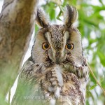 Waldohreule (Asio otus)