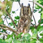 Waldohreule (Asio otus)