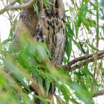 Waldohreule (Asio otus)