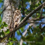 Waldohreule (Asio otus)