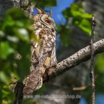 Waldohreule (Asio otus)