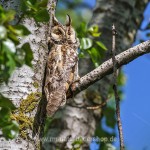 Waldohreule (Asio otus)
